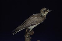 藏品(東方環頸鴴)的圖片